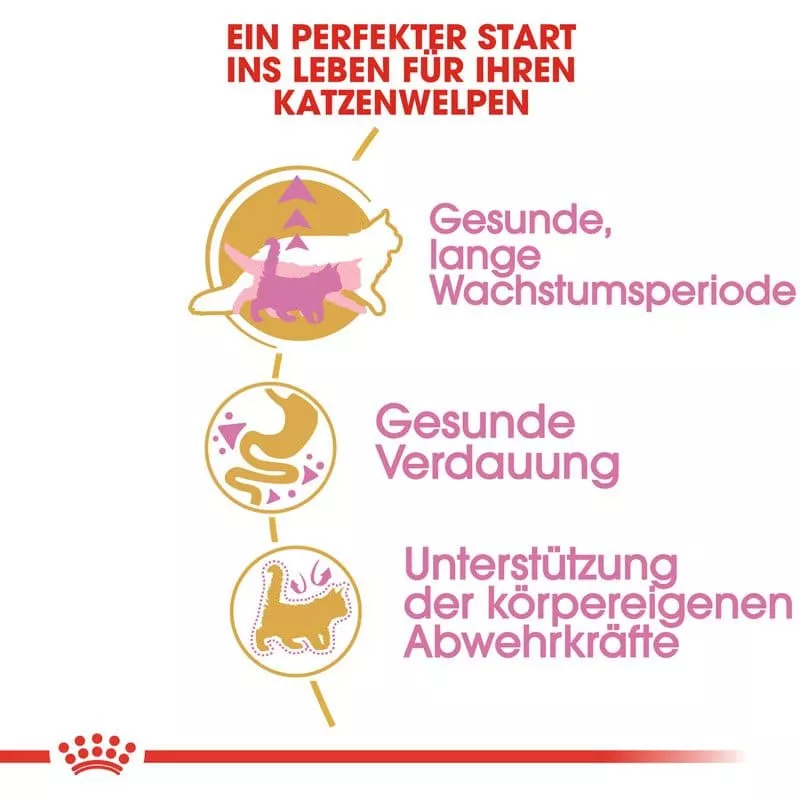 FBN Kitten Maine Coon 2kg